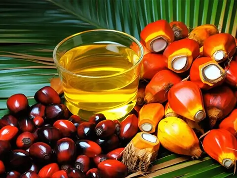 Palm Oil Processing