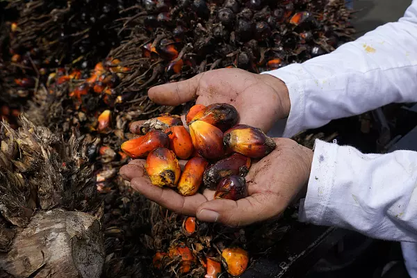 industrial uses of palm oil