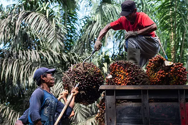 Palm oil in Indonesia