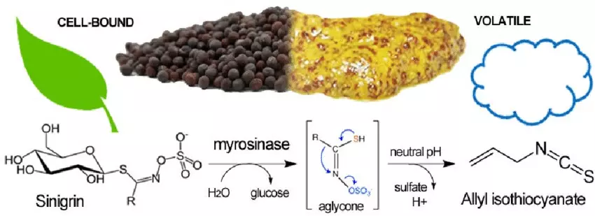 Mustard paste hydrolysis